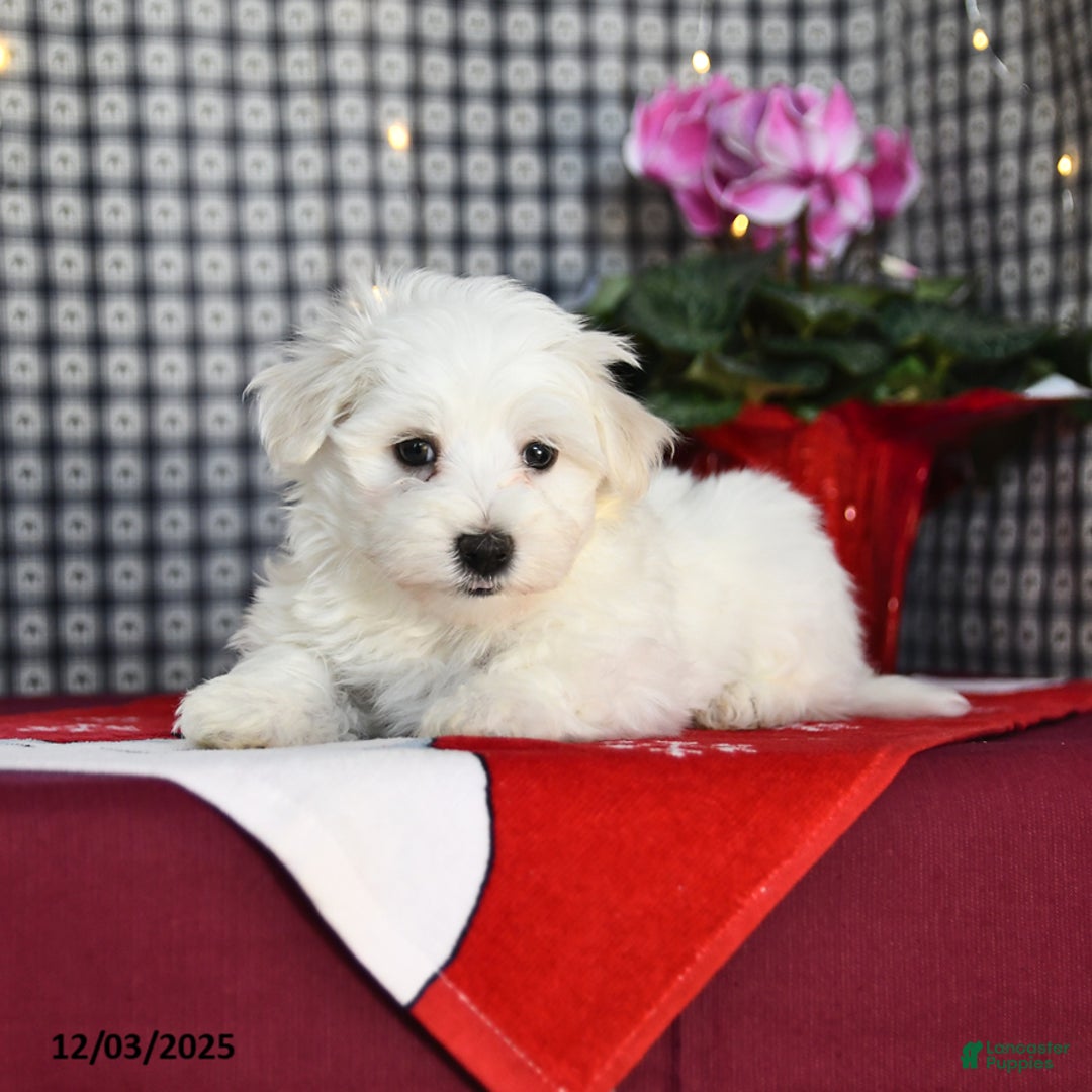 Morkie dogs for sale: Tubby - Ad 3