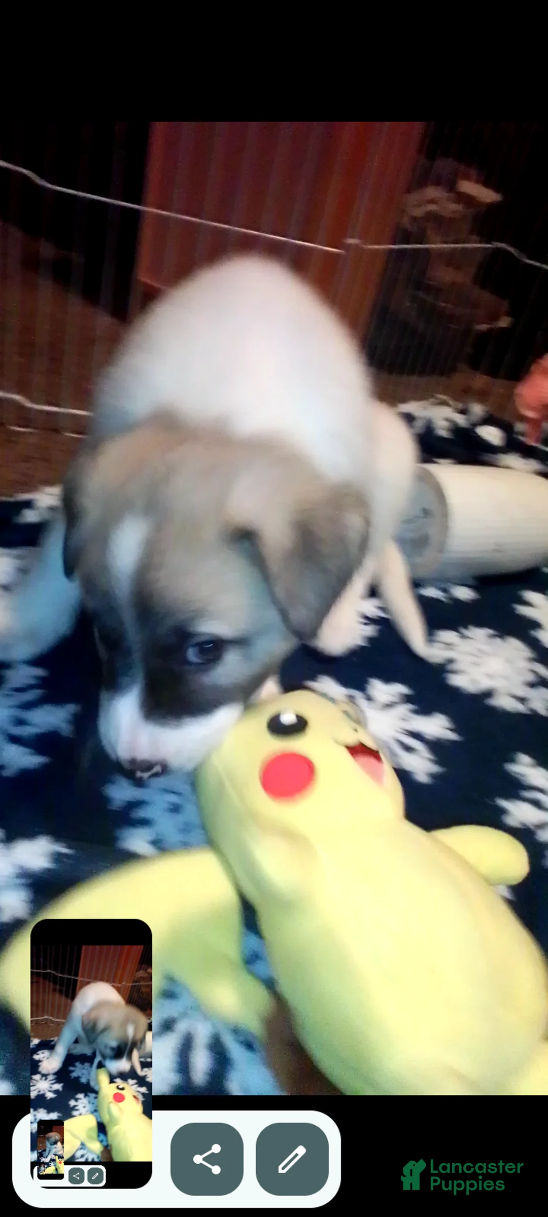 Mixed Breed dogs for sale: BABY JOJO  - Ad 14