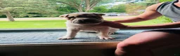 Shar Pei dogs for sale: Shar Pei Puppy 6 - Ad 17