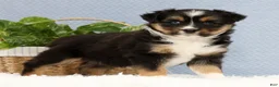 Miniature Australian Shepherd dogs for sale: Roxy - Ad 7