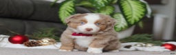 Miniature Australian Shepherd dogs for sale: Andre - Ad 2