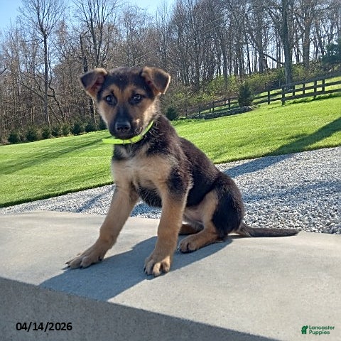 German Shepherd dogs Sandy - Ad 1