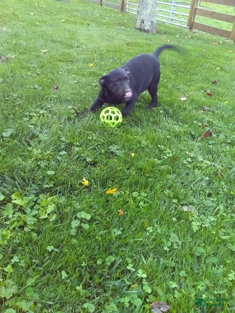 Labrador Retriever dogs Ellie - Ad 2