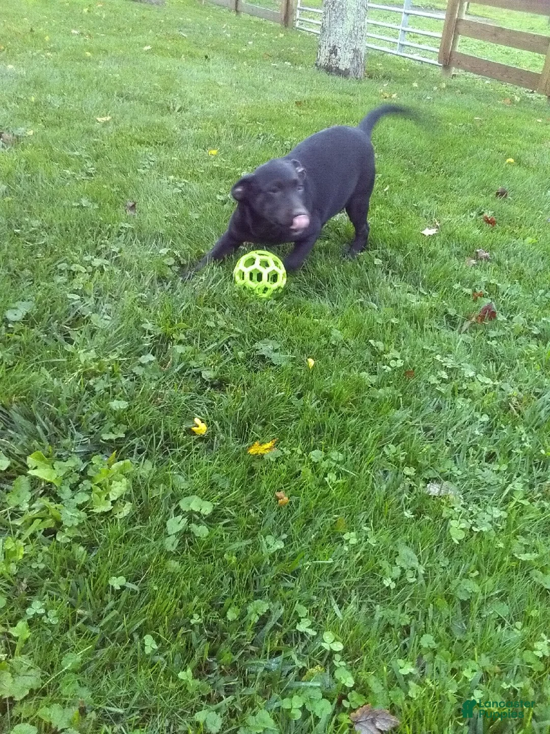 Labrador Retriever dogs for sale: Ellie - Ad 2
