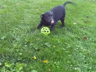 Labrador Retriever dogs Ellie - Ad 2