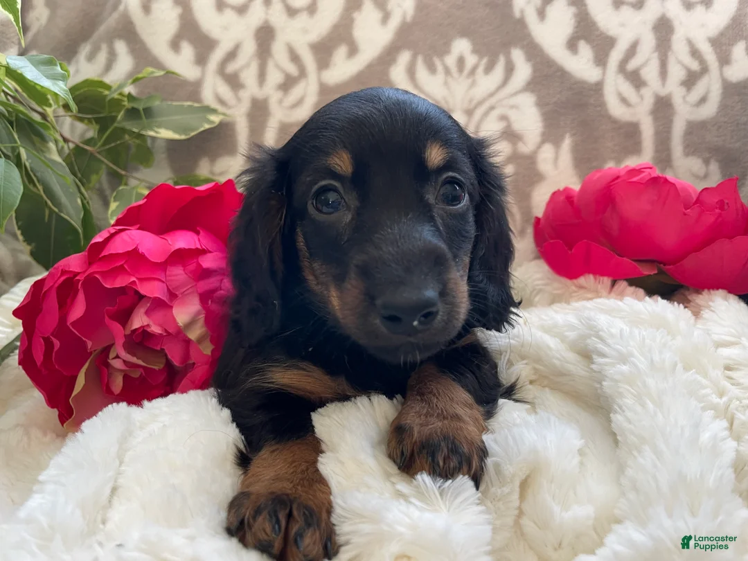 Miniature Dachshund dogs for sale: Callie - Ad 1