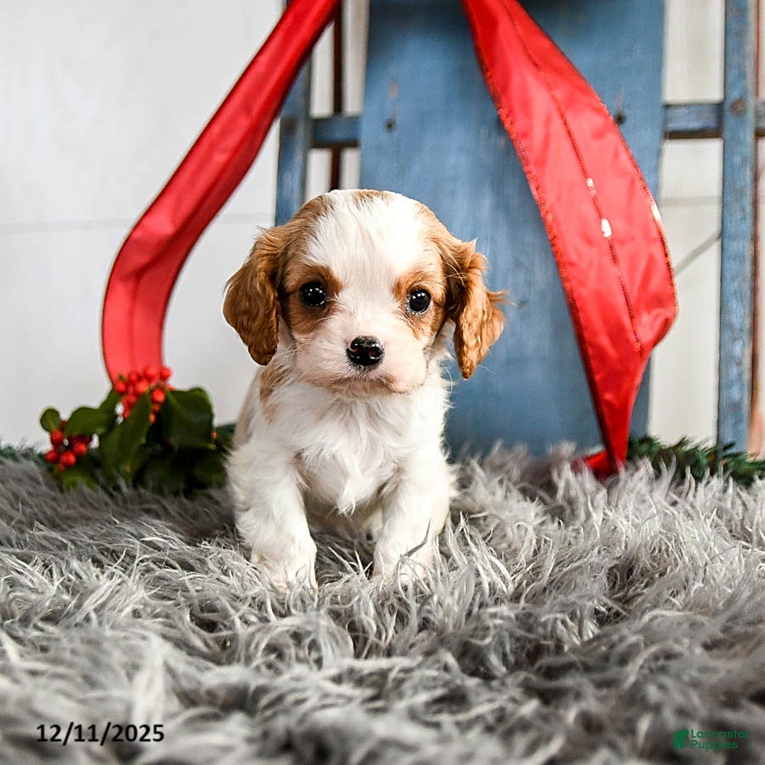 Cavalier King Charles Spaniel dogs for sale: Jazz - Ad 1