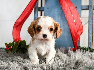 Cavalier King Charles Spaniel dogs Jazz - Ad 3