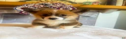 Welsh Corgi Pembroke dogs for sale: Penne - Ad 4