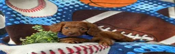 Cavapoo dogs for sale: Chas - Ad 5