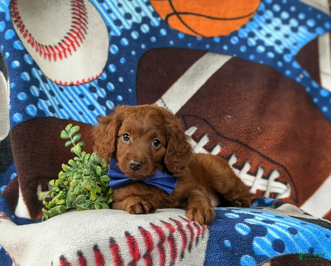 Cavapoo dogs for sale: Chas - Ad 5