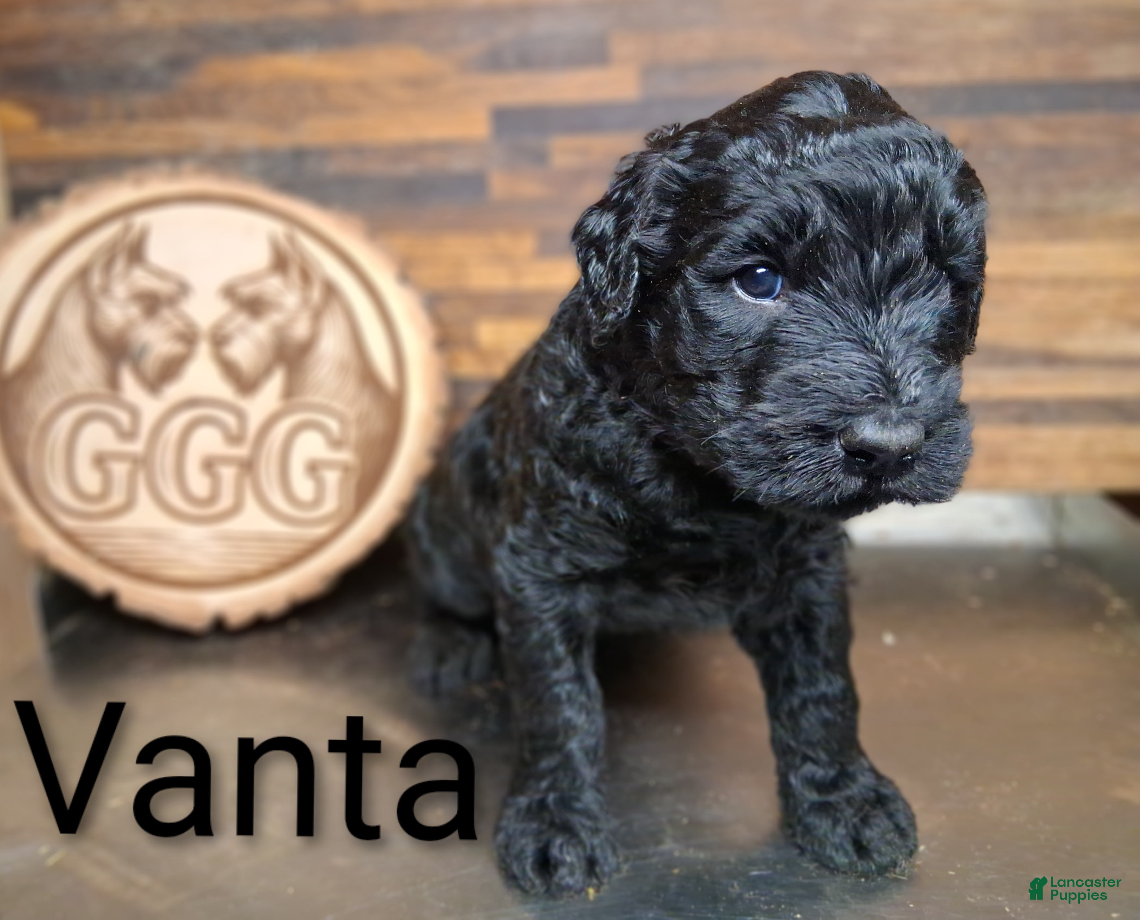 Giant Schnauzer dogs Vanta - Ad 19