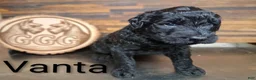 Giant Schnauzer dogs for sale: Vanta - Ad 1