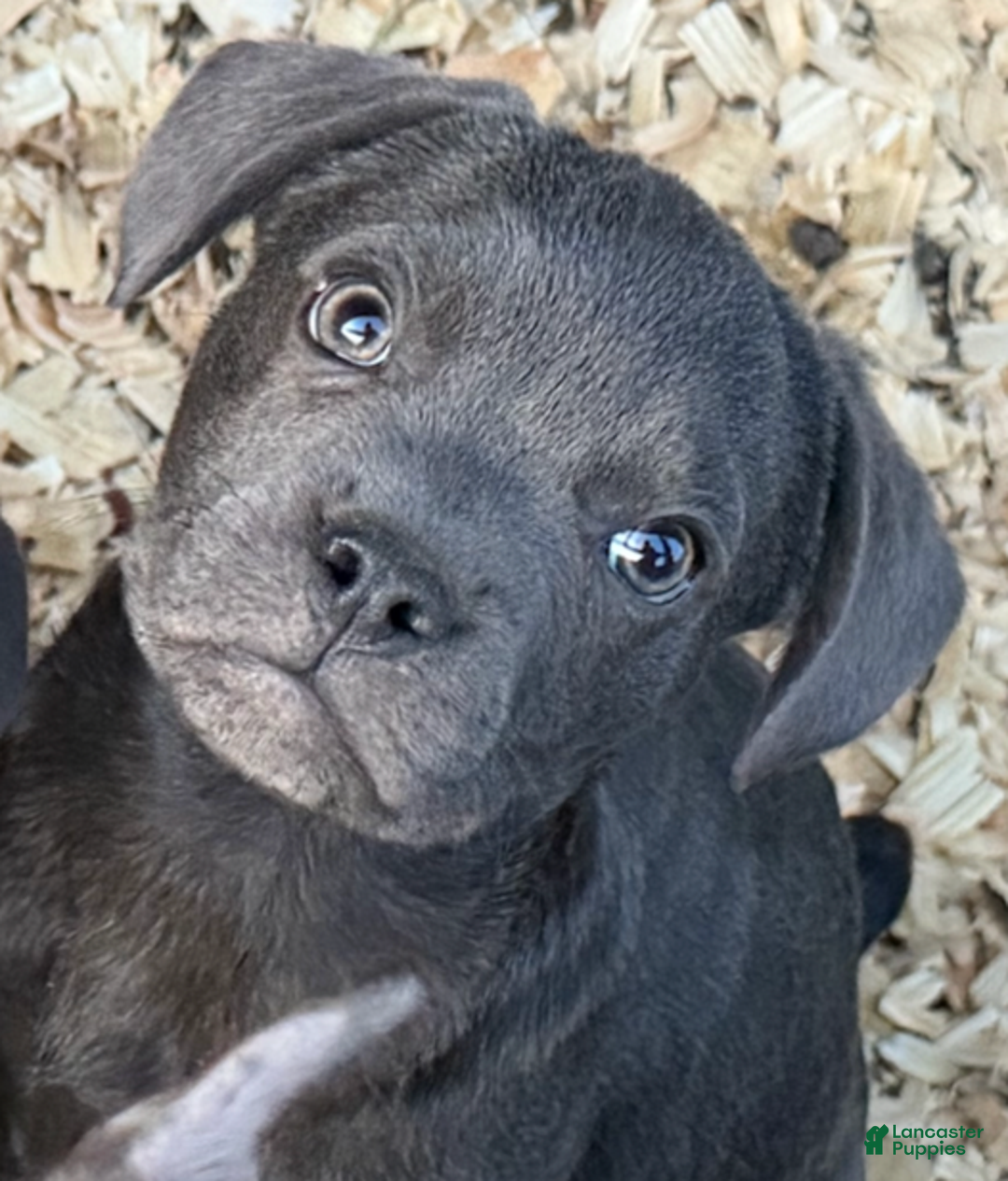 Mixed Breed dogs for sale: Arendt (Ari or Renny) - Ad 1