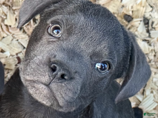 Mixed Breed dogs Arendt (Ari or Renny) - Ad 20