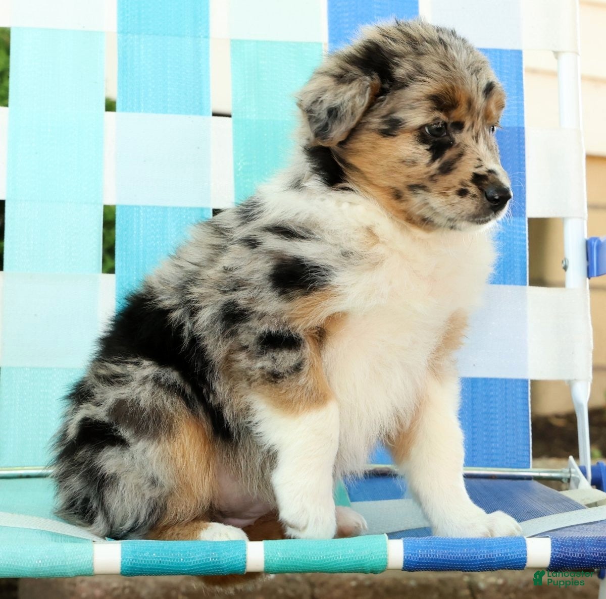 Australian Shepherd dogs for sale: Butterfly - Ad 7