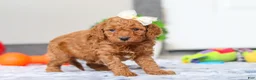Mini Goldendoodle dogs for sale: Macy - Ad 3