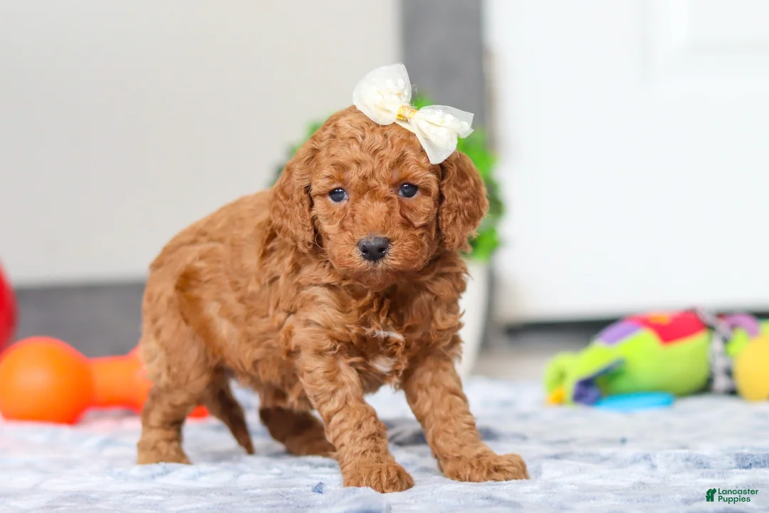 Mini Goldendoodle dogs for sale: Macy - Ad 3