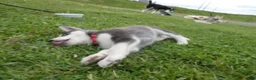 Gerberian Shepsky dogs for sale: Sentry - Ad 5