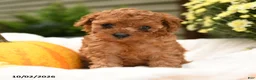 Toy Poodle dogs for sale: Curly  - Ad 1