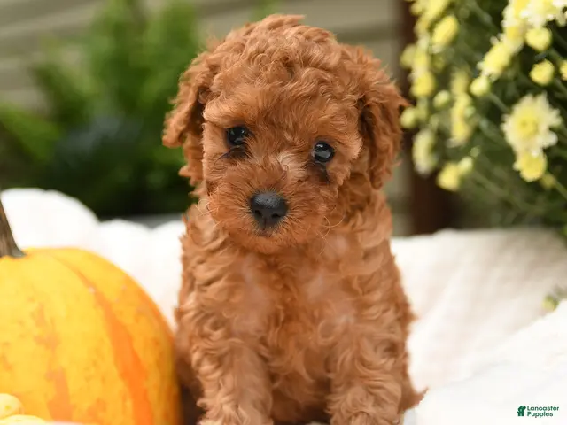 Toy Poodle dogs for sale: Curly - Ad 1
