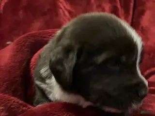 Newfoundland dogs Leo - Ad 23