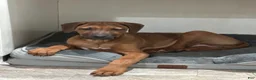 Rhodesian Ridgeback dogs for sale: SOLD “JOJO" AKC RHODESIAN RIDGEBACK - Ad 3