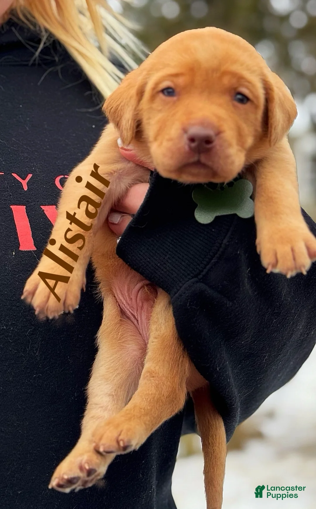 Lakeland Terrier dogs for sale: Labrador retriever - Ad 1