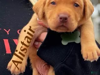 Labrador Retriever dogs Labrador retriever - Ad 10