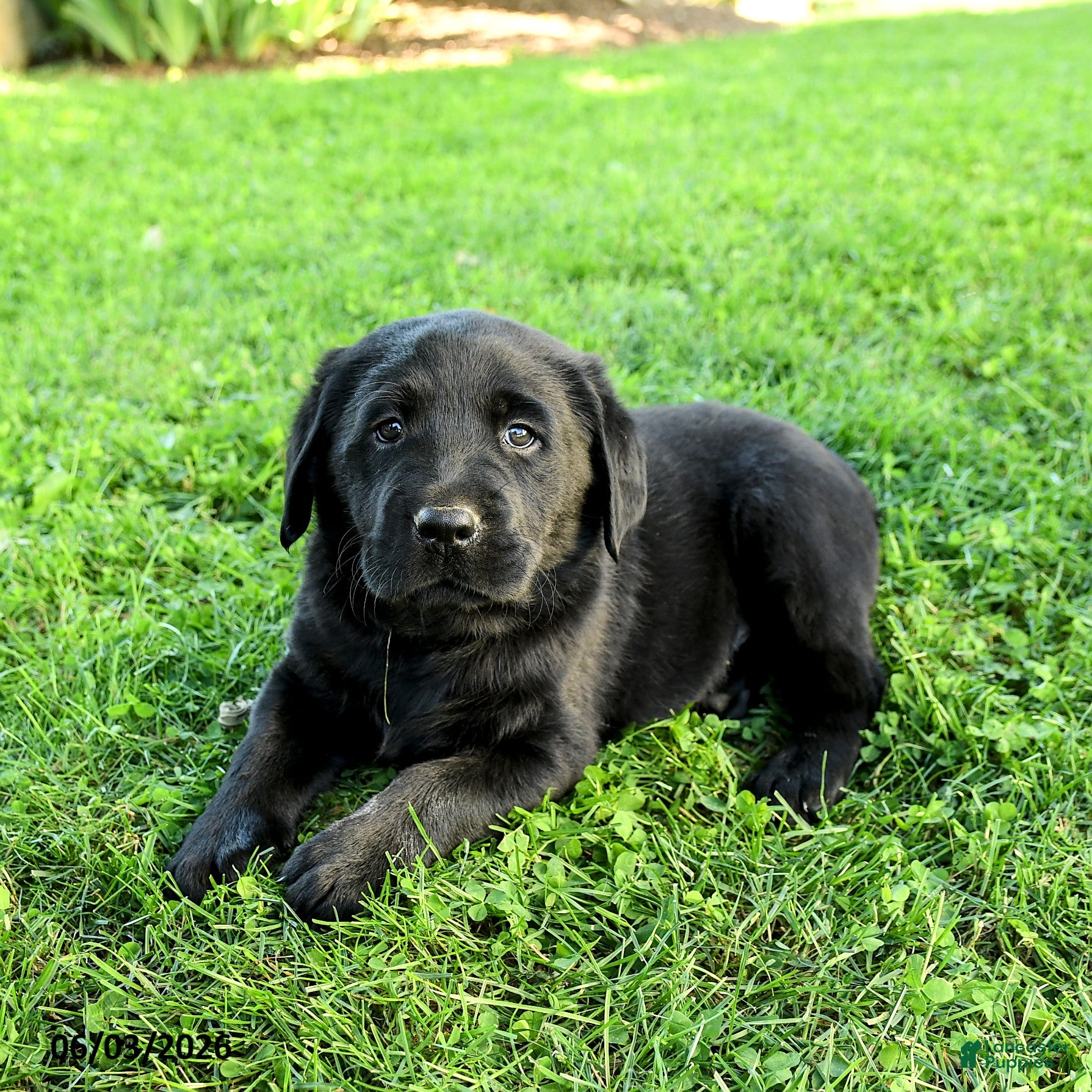 Labrador Retriever dogs for sale: Anderson - Ad 3