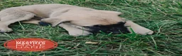 English Mastiff dogs for sale: Hank - Ad 4