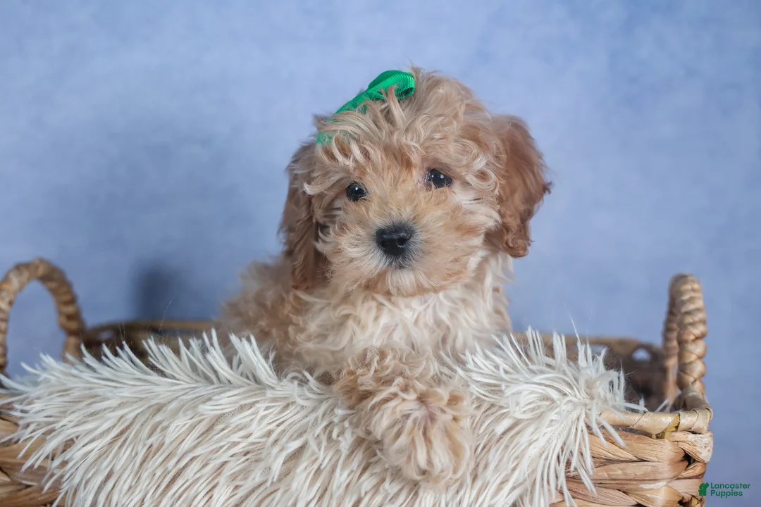 Cavapoo dogs for sale: FRANKIE - Ad 4
