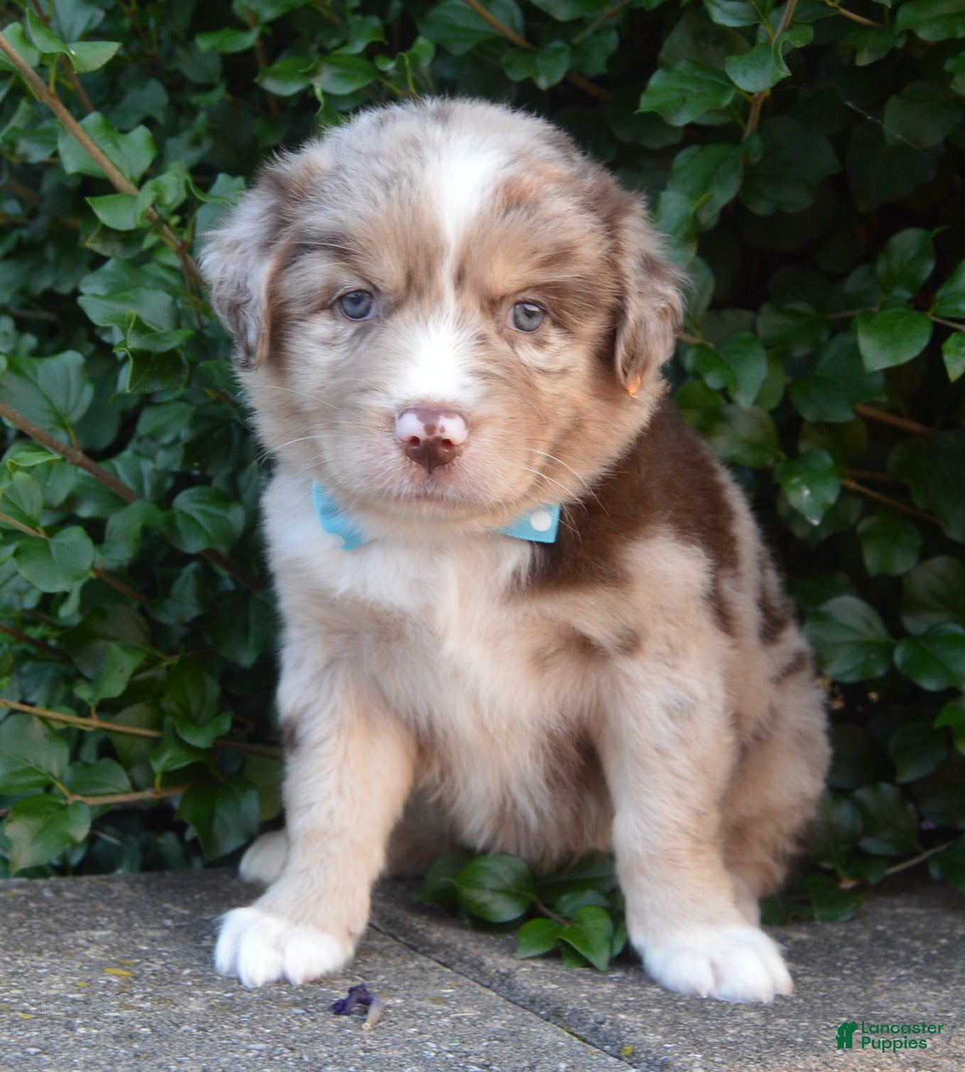 Australian Shepherd dogs Abby - Ad 2