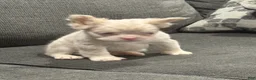 French Bulldog dogs for sale: Pink Princess - Ad 9