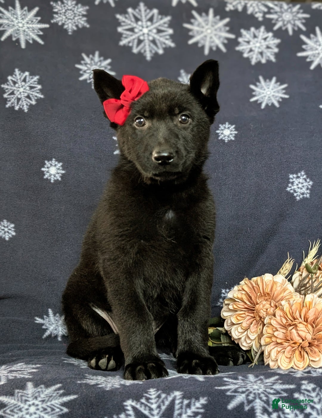 German Shepherd dogs for sale: Demi - Ad 1