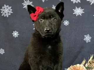 German Shepherd dogs Demi - Ad 3