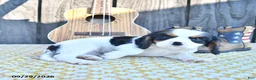 Cavalier King Charles Spaniel dogs for sale: Cajun - Ad 3