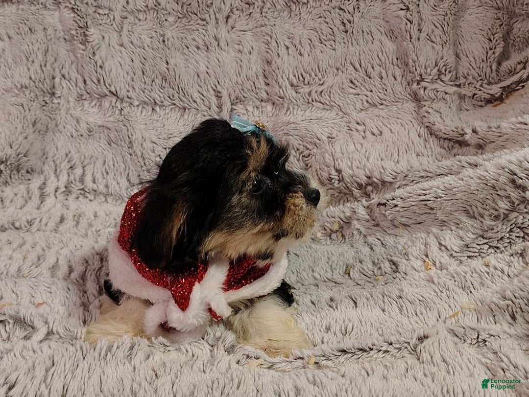 Yorkiepoo dogs for sale: Dandy - Ad 2