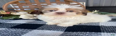 Tilly