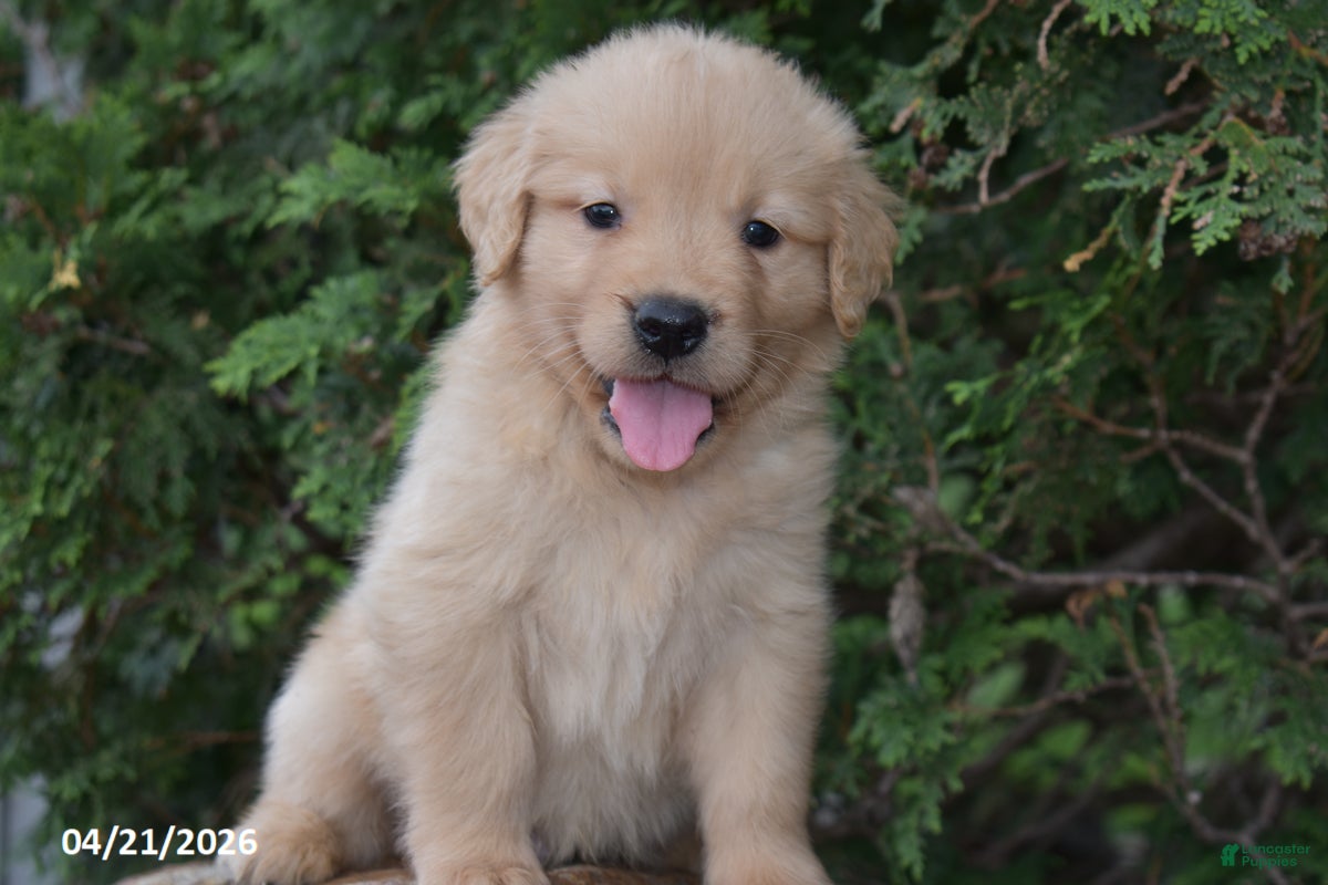 Golden Retriever dogs Noah - Ad 1