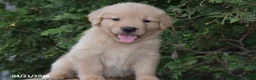 Golden Retriever dogs for sale: Noah - Ad 1