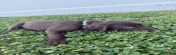 German Shorthaired Pointer dogs for sale: Scout - Ad 3