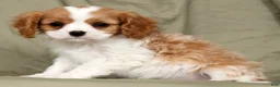 Cavalier King Charles Spaniel dogs for sale: Mason - Ad 5
