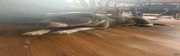 Mixed Breed dogs for sale: Mixed Breed 4 - Ad 6