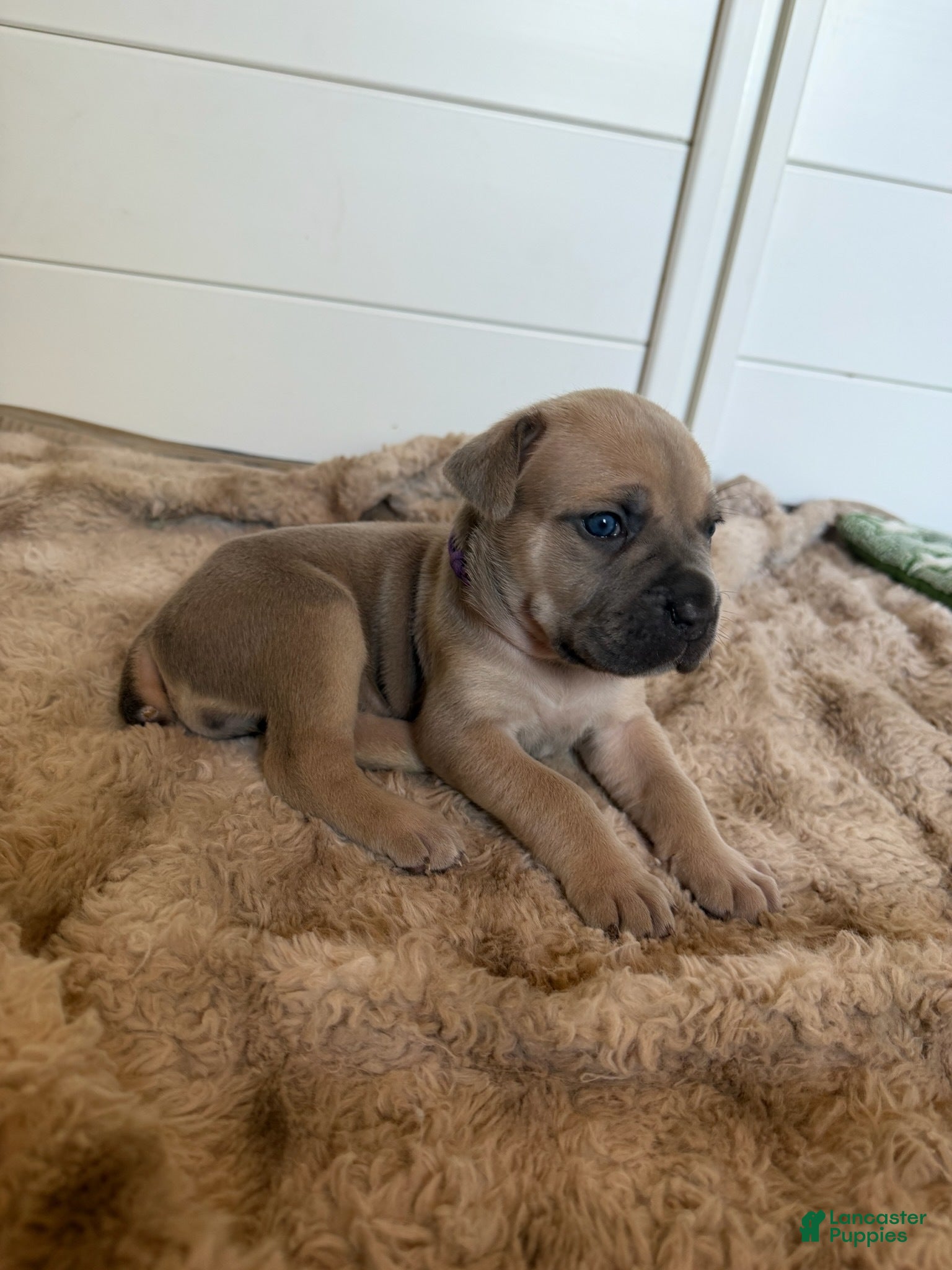Cane Corso dogs Cane Corso Female 1 (Brown) - Ad 2