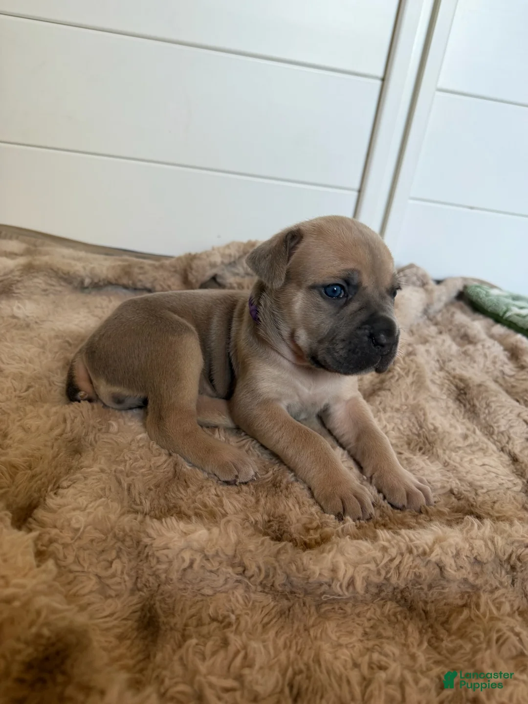 Cane Corso dogs for sale: Cane Corso Female 1 (Brown) - Ad 2
