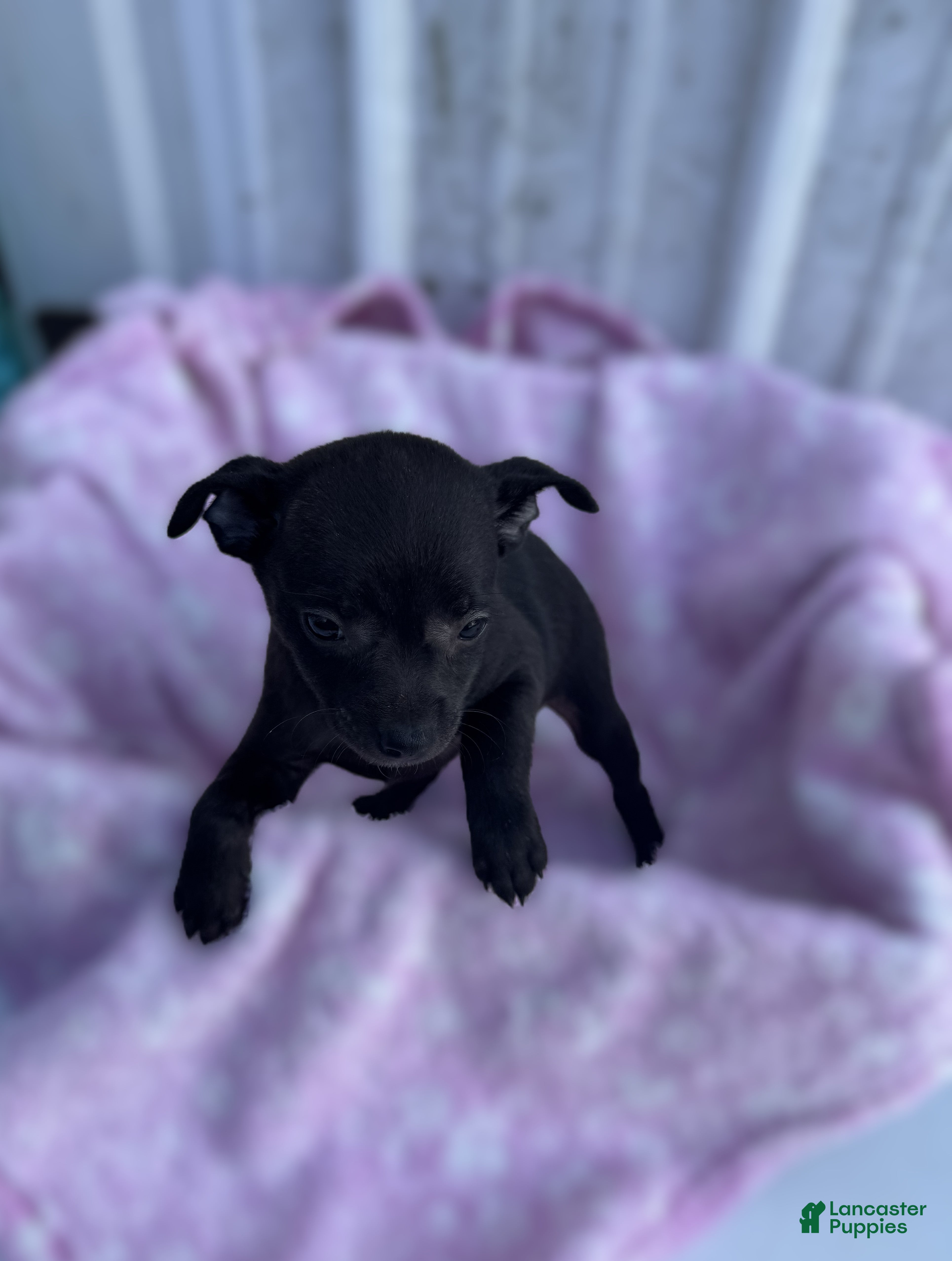 Chihuahua dogs Chihuahua Puppy 1 Crystal - Ad 35