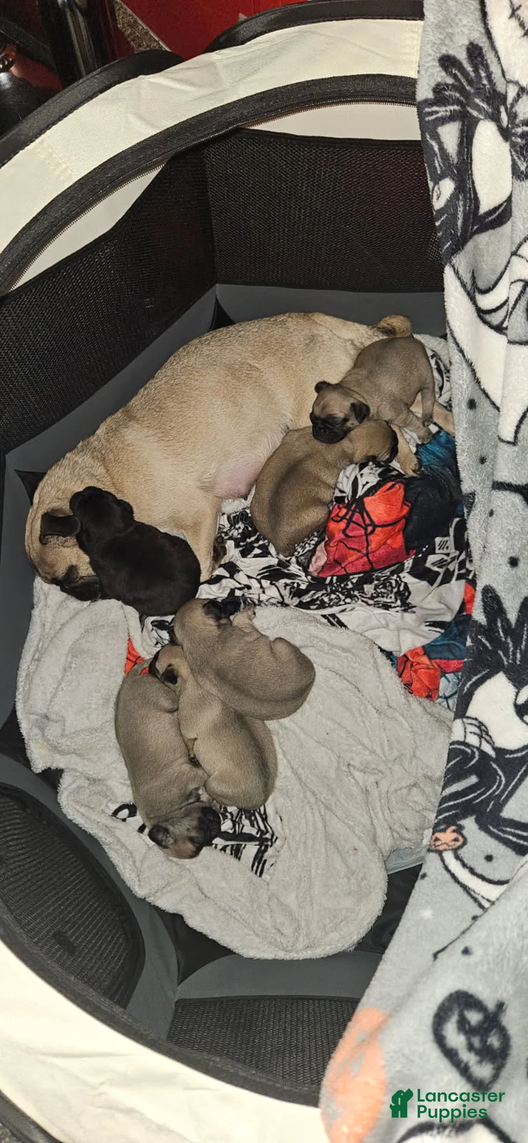 Pug dogs for sale: Purple - Ad 8