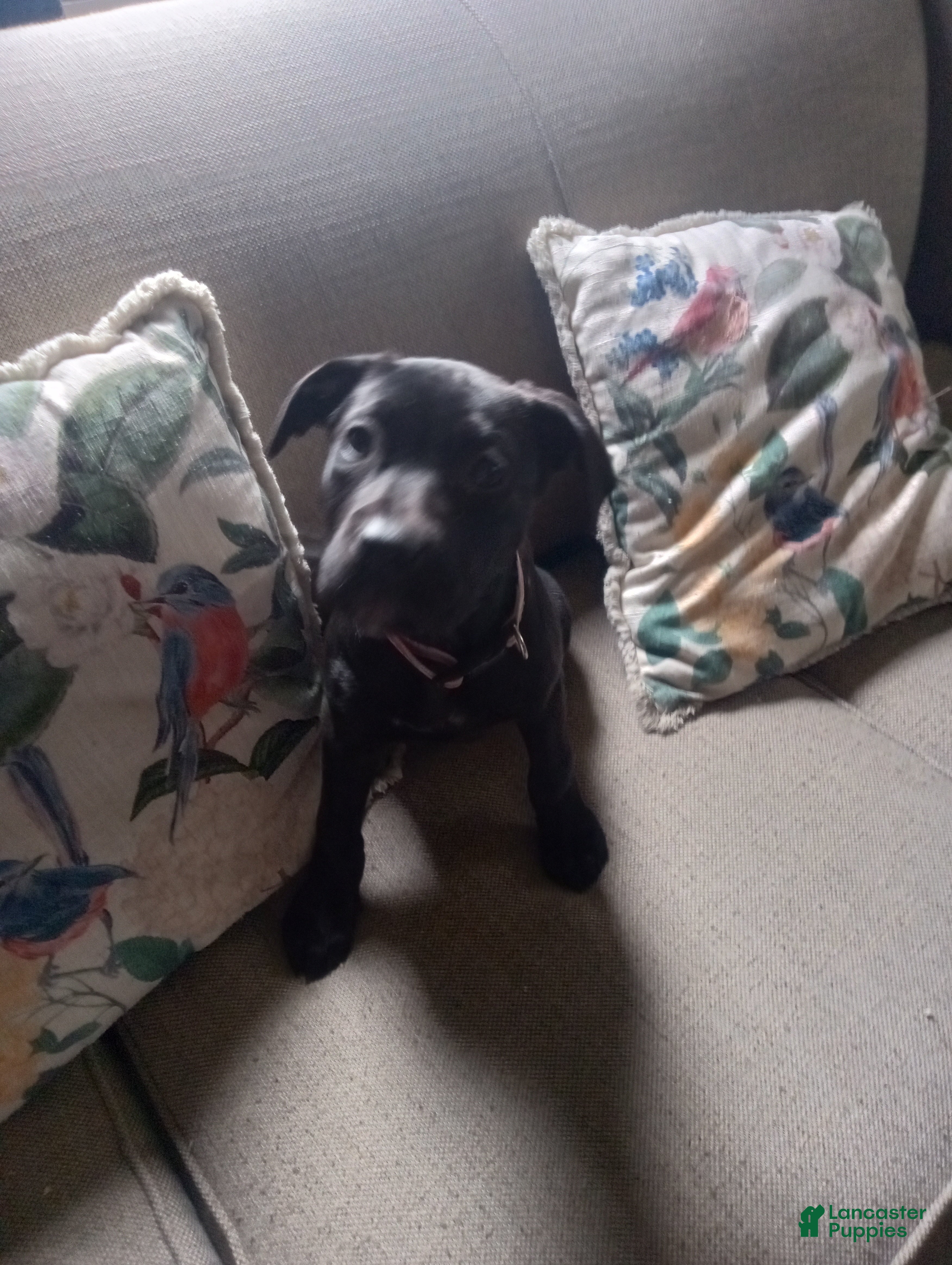 Mixed Breed dogs Jane  - Ad 6