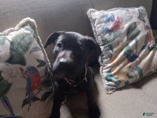 Mixed Breed dogs Jane - Ad 6